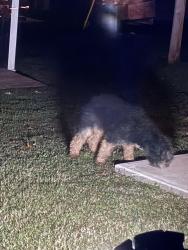 Found/Stray Unknown Dog last seen Foxfire Ct Statesville NC, Statesville, NC 28625