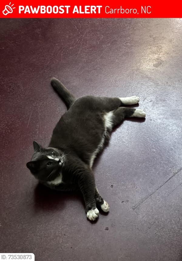 Lost Male Cat last seen Hanna St, Watters St, Viburnum Way, Carrboro, NC 27510