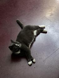 Lost Male Cat last seen Hanna St, Watters St, Viburnum Way, Carrboro, NC 27510