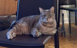 Reunited Male Cat last seen Gallatin ST near Hamilton ST, Hyattsville, MD 20781