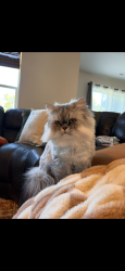 Reunited Male Cat last seen Middleton/Lonestar, Nampa, ID 83651