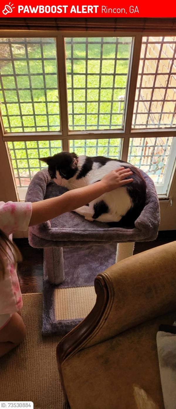 Lost Female Cat last seen Sterling dr, Rincon, GA 31326