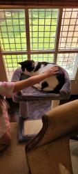 Lost Female Cat last seen Sterling dr, Rincon, GA 31326