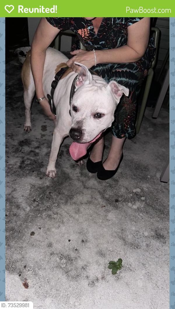 Reunited Male Dog last seen N Miami Ave and 129th Street, Miami, FL 33137