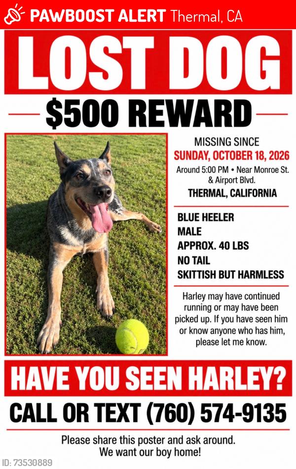 Lost Male Dog last seen Thermal, Thermal, CA 92274