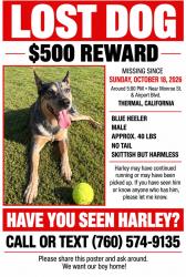 Lost Male Dog last seen Thermal, Thermal, CA 92274