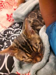 Reunited Female Cat last seen Henley college, West Midlands, England 
