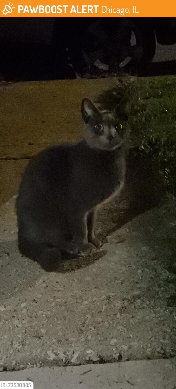 Found/Stray Female Cat last seen South Pulaski and 58th Pl. Near Pete's Fresh Market, Chicago, IL 60629