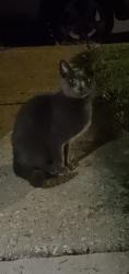 Found/Stray Female Cat last seen South Pulaski and 58th Pl. Near Pete's Fresh Market, Chicago, IL 60629