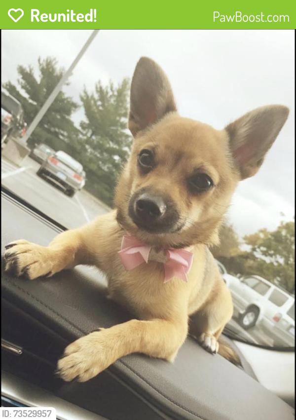 Reunited Female Dog last seen 152nd and lamar, Overland Park, KS 66223