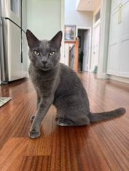 Lost Male Cat last seen lost creek neighborhood, Austin, TX 78746