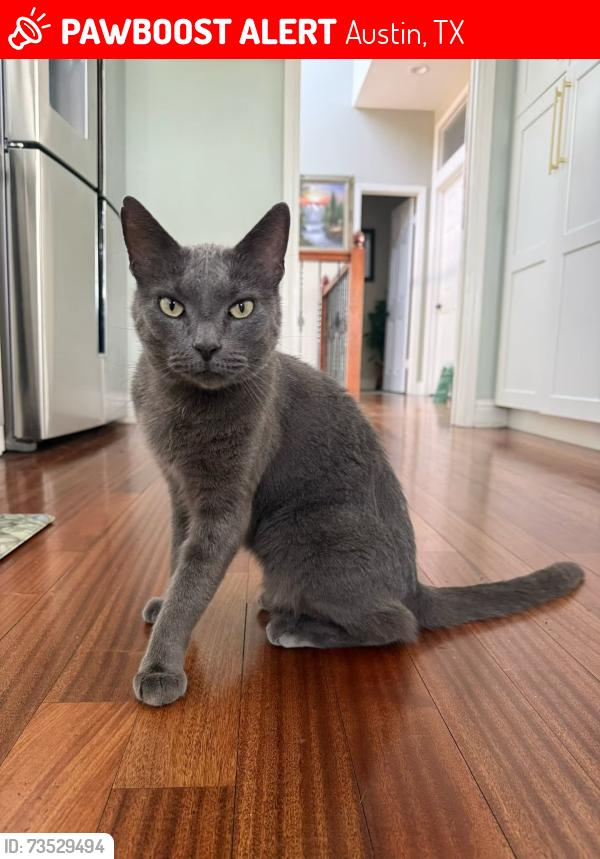 Lost Male Cat last seen lost creek neighborhood, Austin, TX 78746