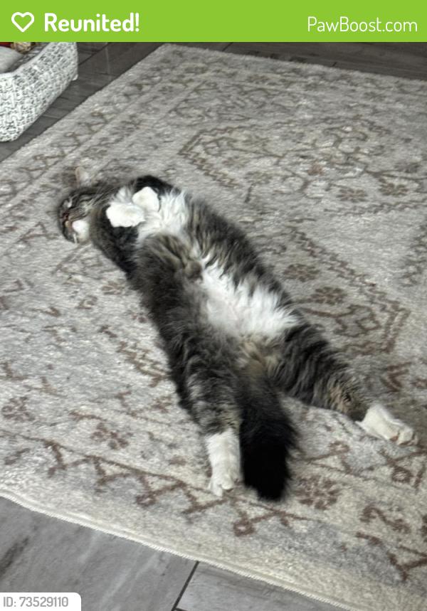 Reunited Male Cat last seen Near S Don Carlos, Mesa, AZ 85202, Mesa, AZ 85202