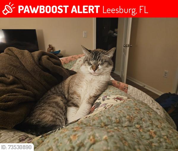 Lost Male Cat last seen Pond behind hse, Leesburg, FL 34788