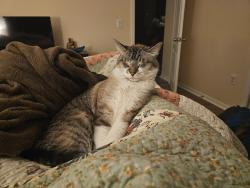 Lost Male Cat last seen Pond behind hse, Leesburg, FL 34788
