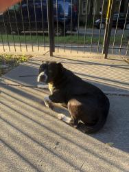 Found/Stray Male Dog last seen Humboldt park, Chicago, IL 60622
