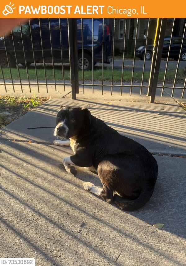 Found/Stray Male Dog last seen Humboldt park, Chicago, IL 60622