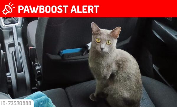 Lost Female Cat last seen Ladysmith road and Halons Rd. Can also get to Royal Blackheath Golf Club, Greater London, England SE9 5BP
