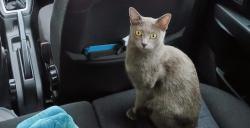 Lost Female Cat last seen Ladysmith road and Halons Rd. Can also get to Royal Blackheath Golf Club, Greater London, England SE9 5BP