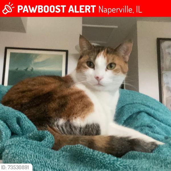 Lost Female Cat last seen Vesper Court and Saratoga, Naperville, IL 60564