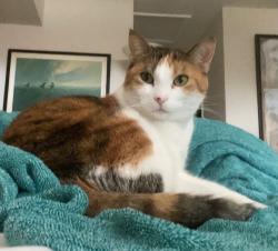 Lost Female Cat last seen Vesper Court and Saratoga, Naperville, IL 60564