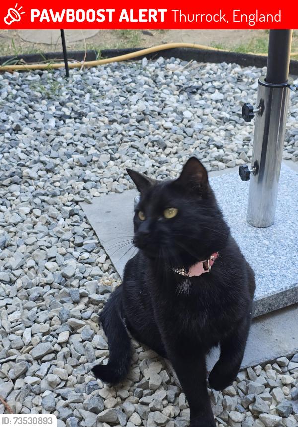 Lost Male Cat last seen Homsteads, Thurrock, England 