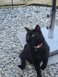 Lost Male Cat last seen Homsteads, Thurrock, England 