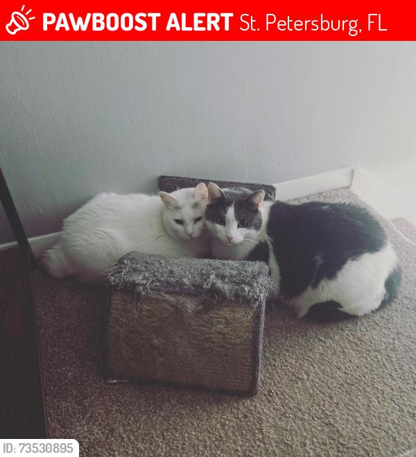 Lost Male Cat last seen 42nd Ave North St. Petersburg Fl, St. Petersburg, FL 33703