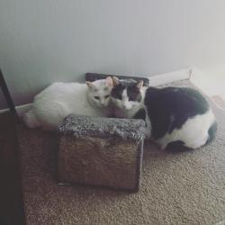 Lost Male Cat last seen 42nd Ave North St. Petersburg Fl, St. Petersburg, FL 33703