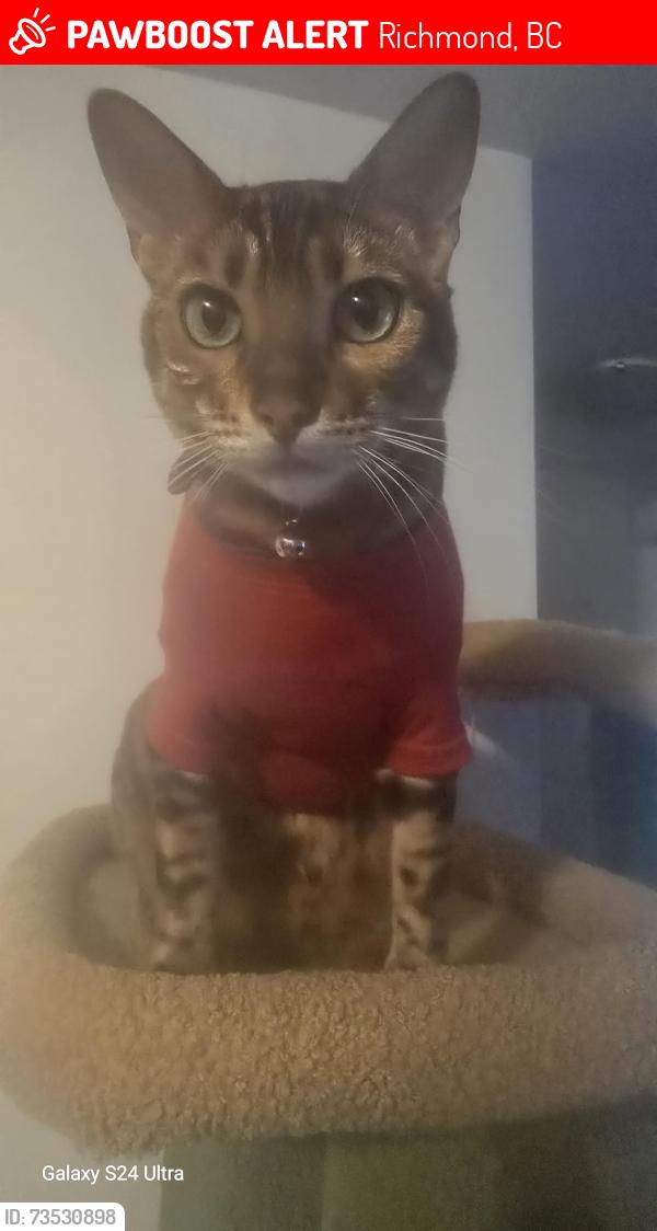 Lost Male Cat last seen No5 Road/Stevenston, Richmond, BC 