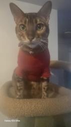 Lost Male Cat last seen No5 Road/Stevenston, Richmond, BC 