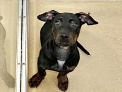 Shelter Stray Male Dog last seen WEAVER DAIRY RD, 1601 Eubanks Rd, Chapel Hill, NC 27516, USA