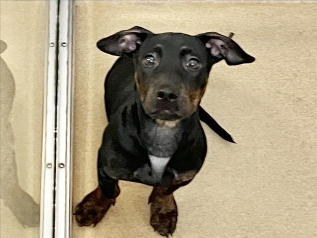 Shelter Stray Male Dog last seen WEAVER DAIRY RD, 1601 Eubanks Rd, Chapel Hill, NC 27516, USA