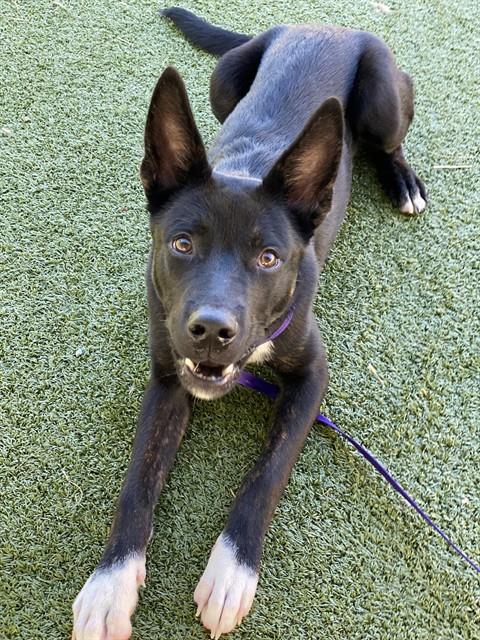 Shelter Stray Male Dog last seen Near BLOCK STADIUM DR, FAYETTEVILLE NC 28301, 4704 Corporation Dr, Fayetteville, NC 28306, USA