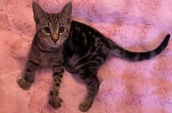 Shelter Stray Female Cat last seen HUNTERSVILLE, 8315 Byrum Dr, Charlotte, NC 28217, USA