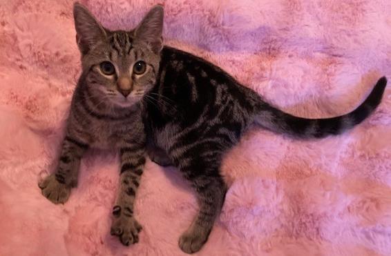 Shelter Stray Female Cat last seen HUNTERSVILLE, 8315 Byrum Dr, Charlotte, NC 28217, USA