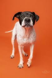 Shelter Stray Female Dog last seen CHARLOTTE, 8315 Byrum Dr, Charlotte, NC 28217, USA