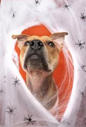 Shelter Stray Female Dog last seen CHARLOTTE, 8315 Byrum Dr, Charlotte, NC 28217, USA