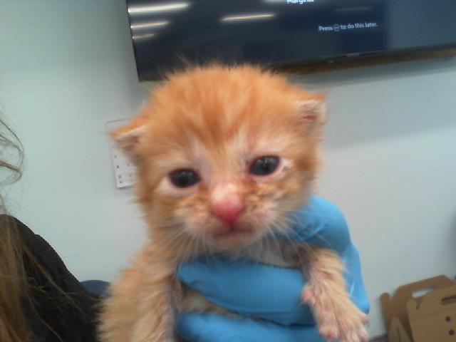 Shelter Stray Female Cat last seen CHARLOTTE, 8315 Byrum Dr, Charlotte, NC 28217, USA