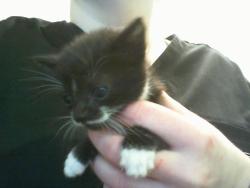 Shelter Stray Male Cat last seen CHARLOTTE, 8315 Byrum Dr, Charlotte, NC 28217, USA