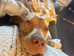 Shelter Stray Female Dog last seen CHARLOTTE, 8315 Byrum Dr, Charlotte, NC 28217, USA