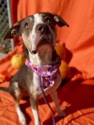 Shelter Stray Female Dog last seen CHARLOTTE, 8315 Byrum Dr, Charlotte, NC 28217, USA