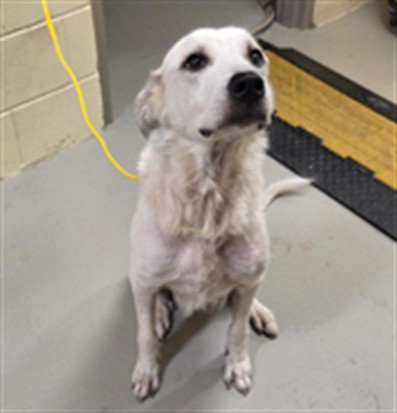 Shelter Stray Female Dog last seen ORIENTA AVE AND IPSWICH ST ALTAMONTE SPRINGS, 232 Eslinger Way, Sanford, FL 32773, USA