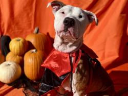 Shelter Stray Male Dog last seen CHARLOTTE, 8315 Byrum Dr, Charlotte, NC 28217, USA