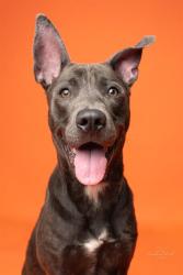 Shelter Stray Female Dog last seen HUNTERSVILLE, 8315 Byrum Dr, Charlotte, NC 28217, USA