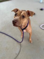 Shelter Stray Female Dog last seen CHARLOTTE, 8315 Byrum Dr, Charlotte, NC 28217, USA