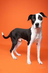 Shelter Stray Male Dog last seen CHARLOTTE, 8315 Byrum Dr, Charlotte, NC 28217, USA