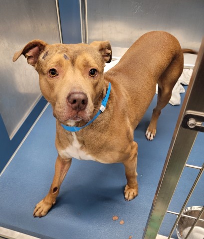 Shelter Stray Male Dog last seen Near BLOCK GREENVIEW AVE, DETROIT, MI , 48219, 1431 E Ferry St, Detroit, MI 48211, USA
