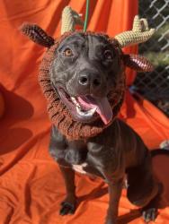 Shelter Stray Male Dog last seen CHARLOTTE, 8315 Byrum Dr, Charlotte, NC 28217, USA
