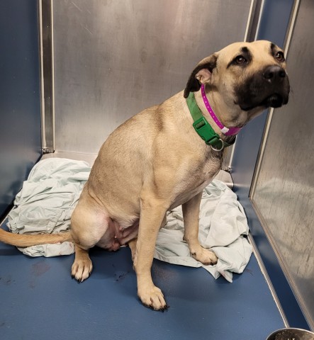 Shelter Stray Female Dog last seen Near BLOCK COURVILLE ST, DETROIT, MI 48224, 1431 E Ferry St, Detroit, MI 48211, USA